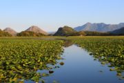 Floating beds and water lily and water with dramatic mountains in the background at Lake Skadar National Park in Montenegro