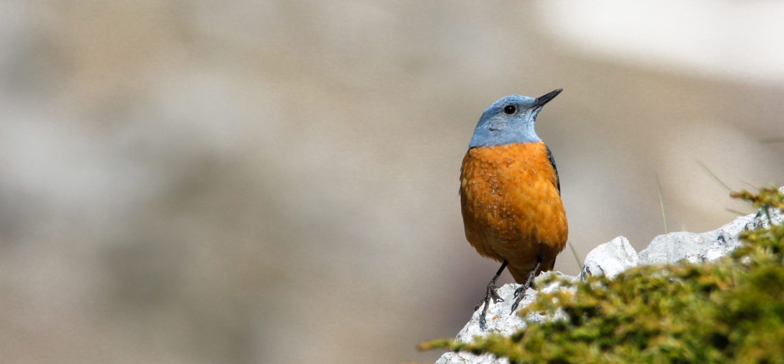Rock Thrush sitting on a mossy rock in northern Montenegro