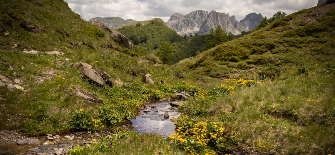 A valley in Montenegro's Accursed mountains with a blue river running through, grassy meadow filled with yellow wild flowers and behind, the dramatic rocky peaks rising up of the Karanfili massif