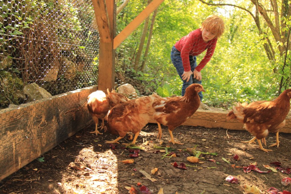 young kids taking care of chickens