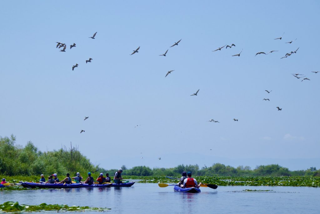 A group of kayakers visiting the Dalmatian Pelican colony at Lake Skadar in Montenegro on a sunny day with blue sky