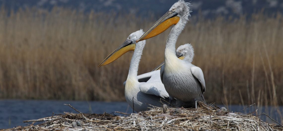 Dalmatian Pelican