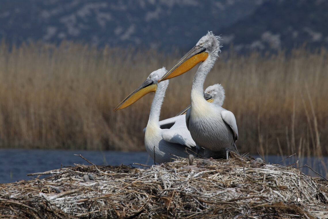 Dalmatian Pelican