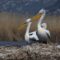 Dalmatian Pelican