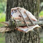 Fresh fish caught on Montenegro kayaking holiday & bushcraft fishing