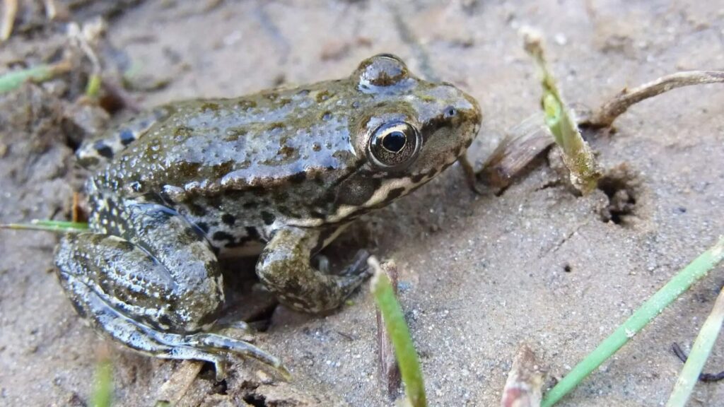 Albanian Water Frog