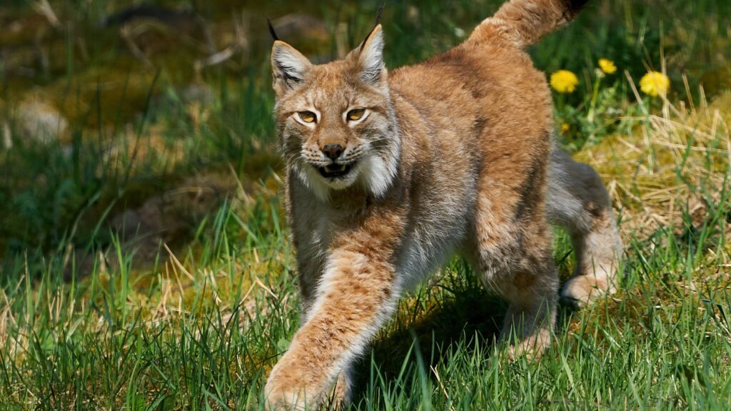 The Balkan Lynx is a subspecies of the Eurasian Lynx