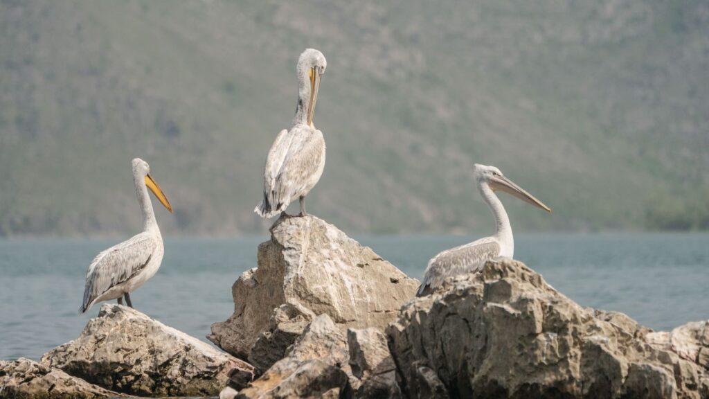 Dalmatian pelicans at Lake Skadar