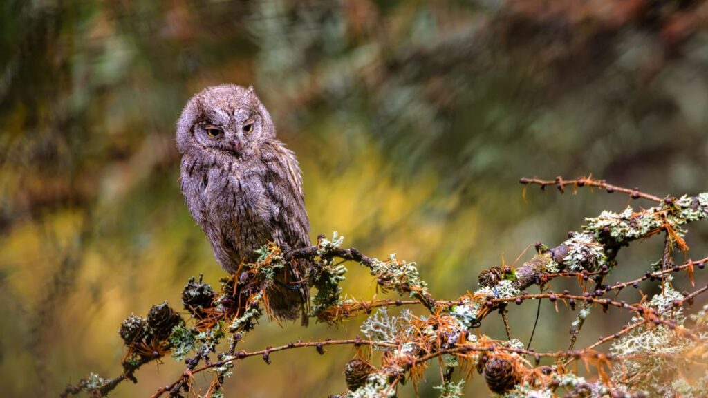 Eurasian Scops-Owl rests on a branch in a woodlands