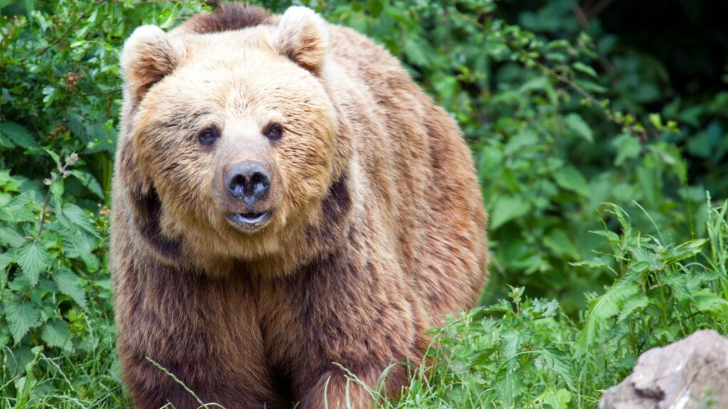 The Eurasian Brown Bear is one of the wildlife species you can find in the Balkans.