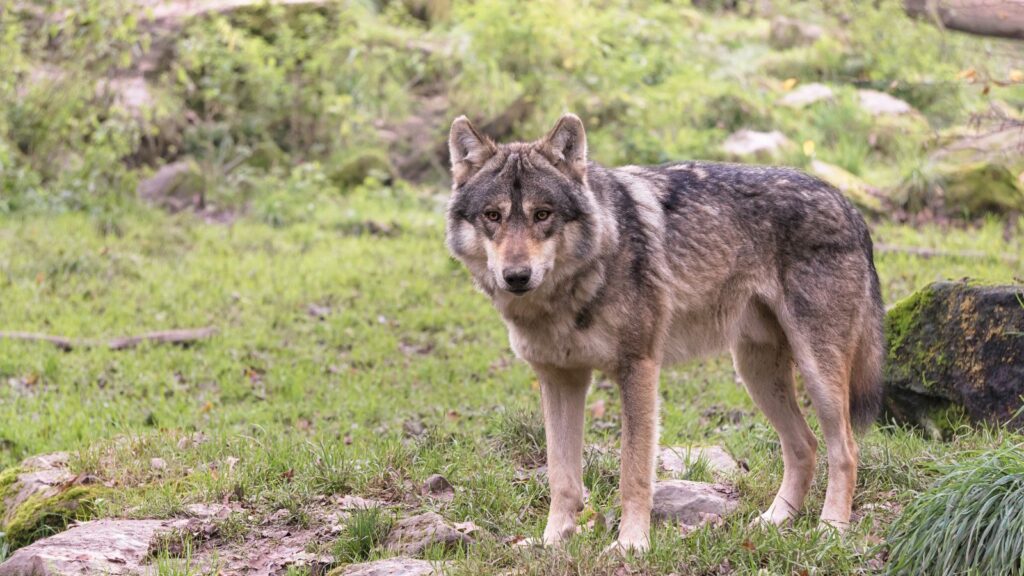 Eurasian Wolf