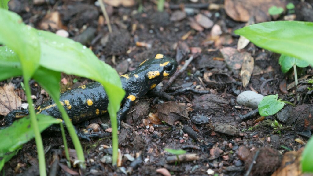 A Fire Salmander pokes its head out from the bark