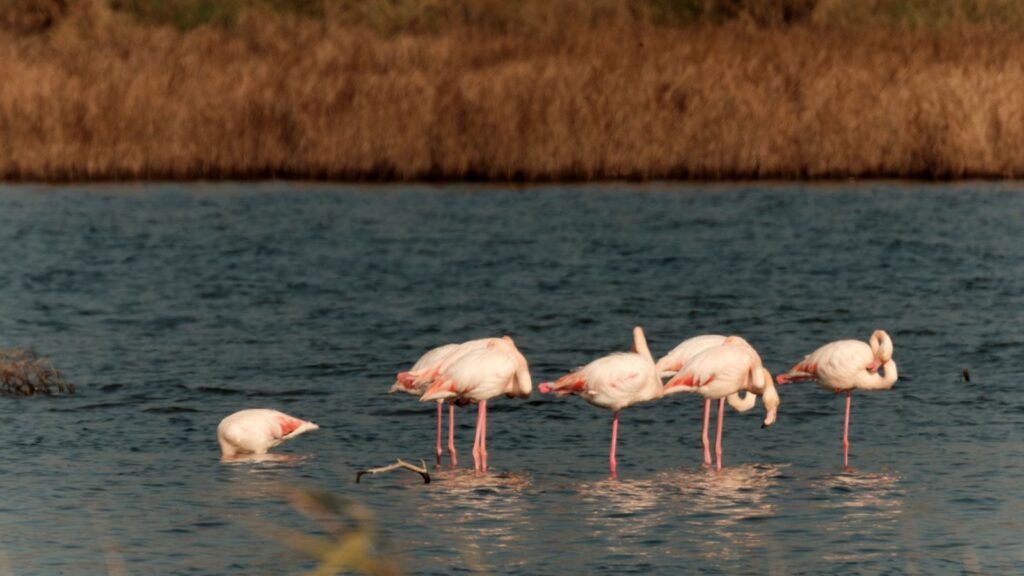 Flamingos feed at Lake Skadar