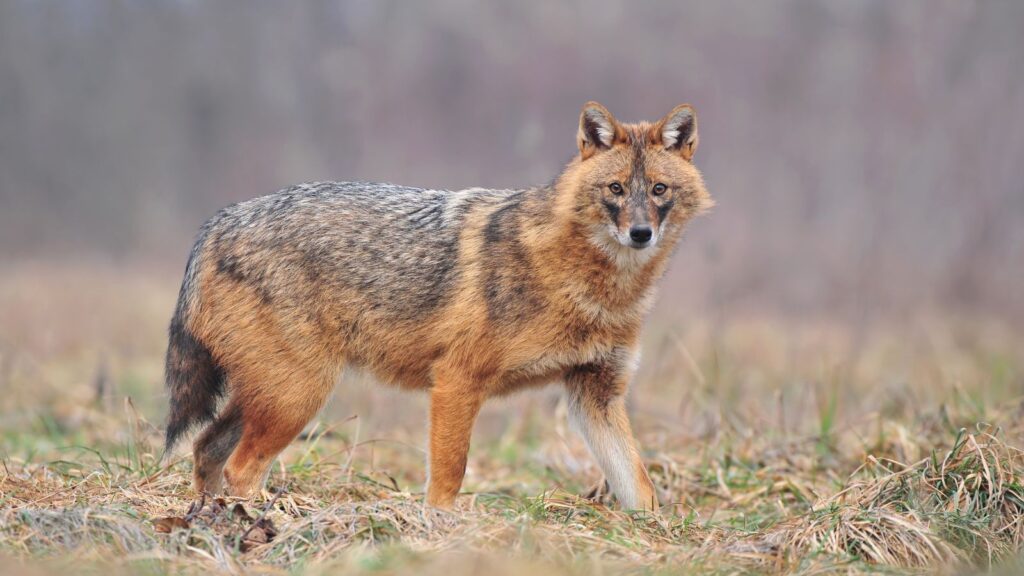 A golden Jackal in a woodlands 