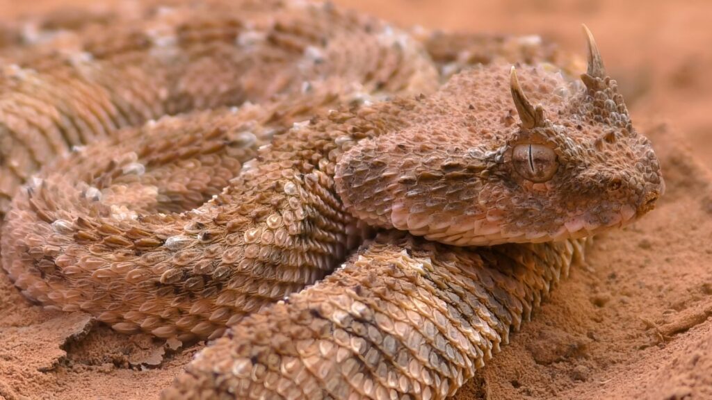 The Horned Viper is Europe's deadliest snake. It's characterised by two small horns and a diamond-shaped pattern on its scales.