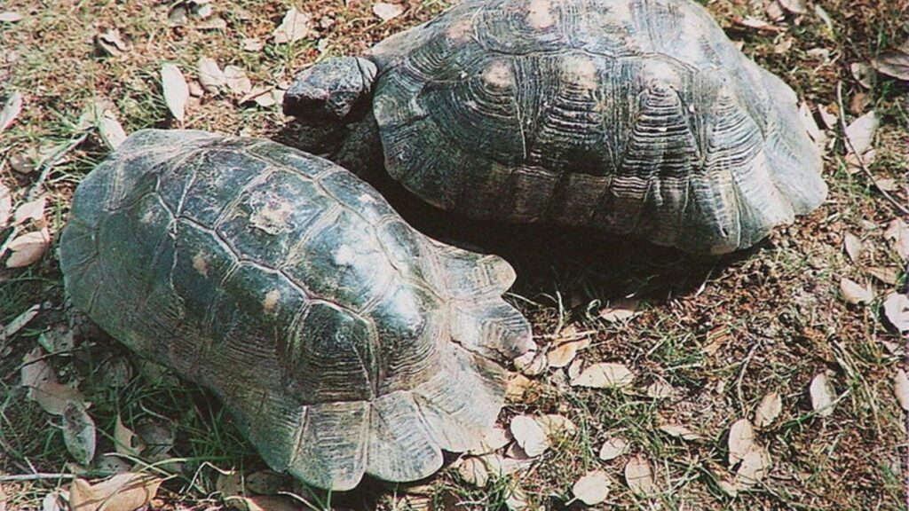 Two marginated toirtoises with their skirt-like shells