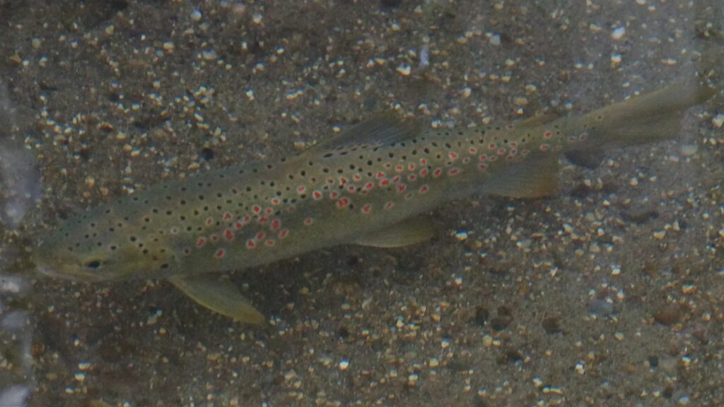 Ohrid Trout