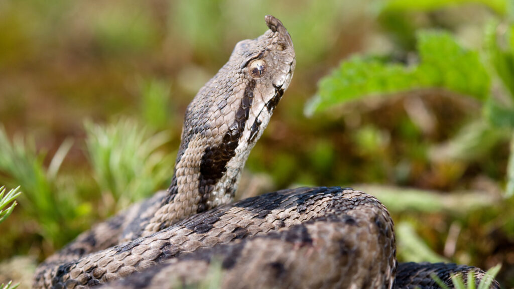 The Horned Viper is Europe's deadliest snake. It's characterised by two small horns and a diamond-shaped pattern on its scales.