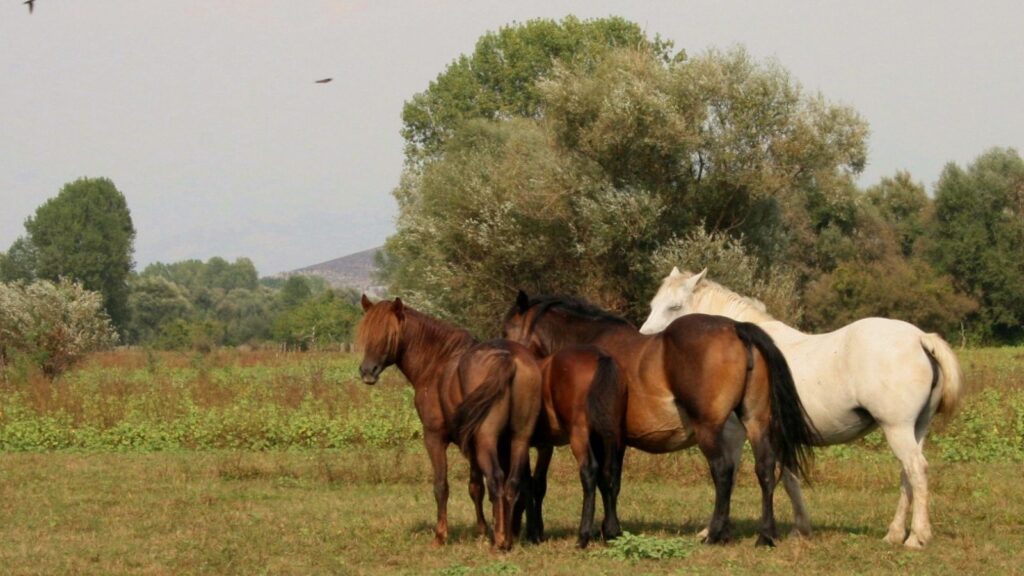 Wild horses in the Balkans