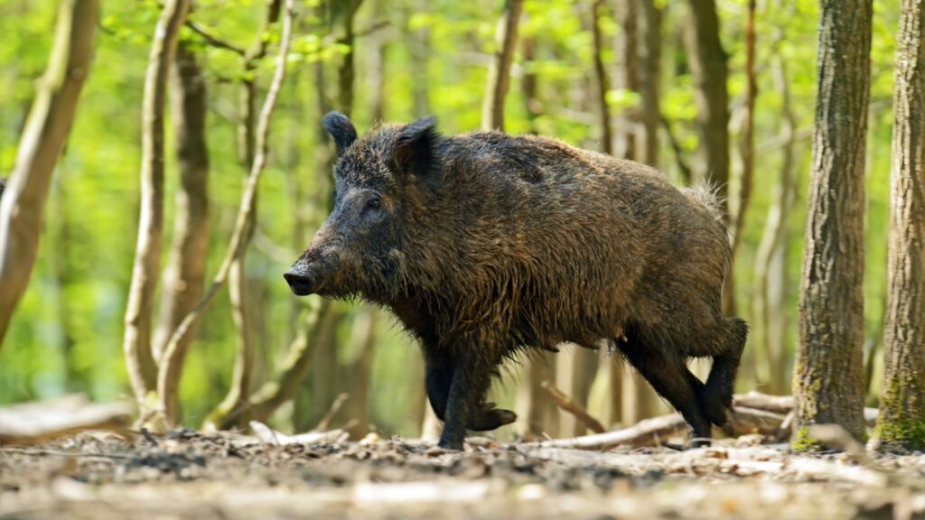 A black wild boar in a woodlands