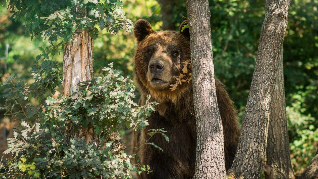 The Eurasian Brown Bear is one of the wildlife species you can find in the Balkans