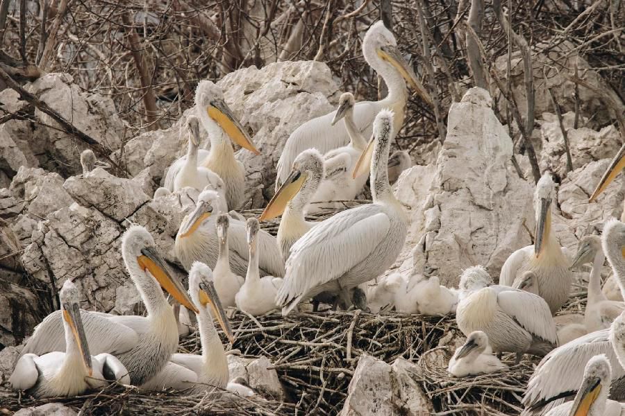 The Dalmatian Pelican nesting site on Mali Moračnik island. Credit: Marija Šoškić Popović/CZIP