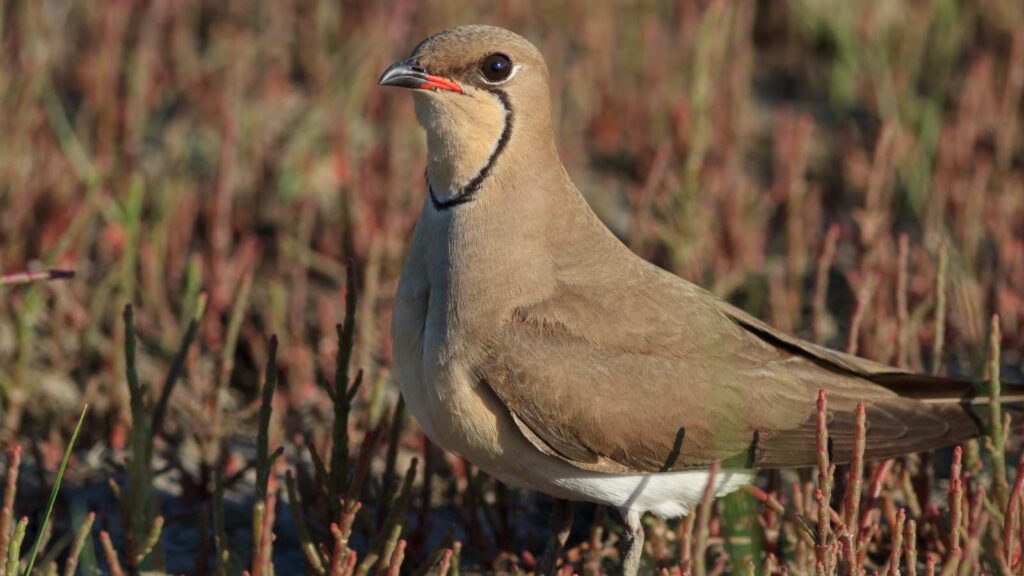 Birdwatching holidays in Europe - Collared Prantincole in the marshes.