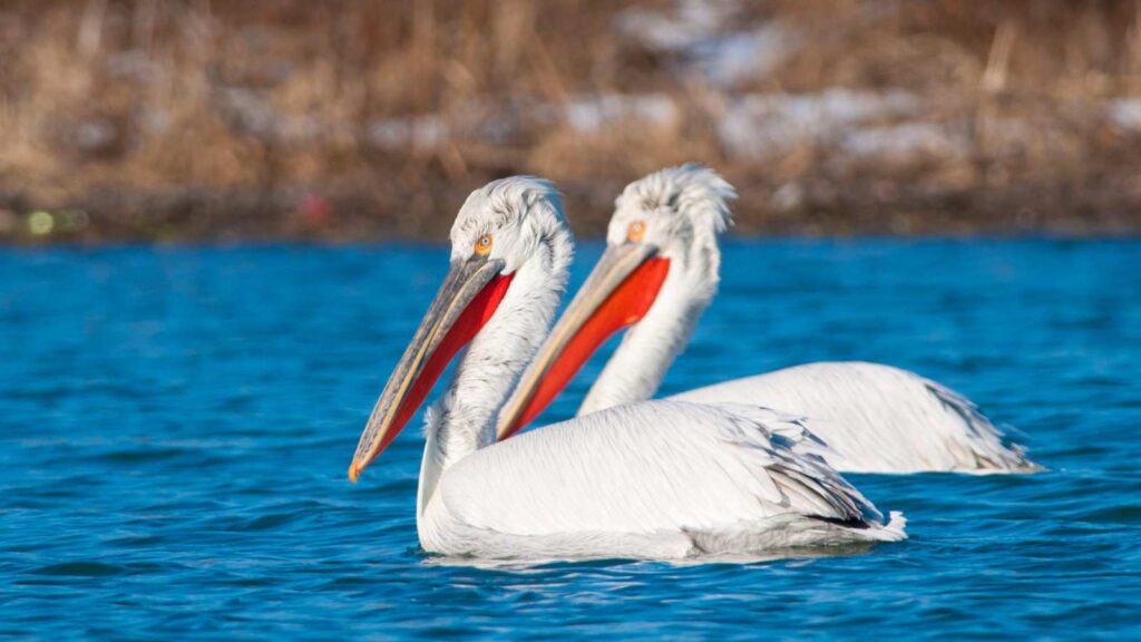 Birding in Europe: Dalmatian Pelican on Lake Skadar, Montenegro