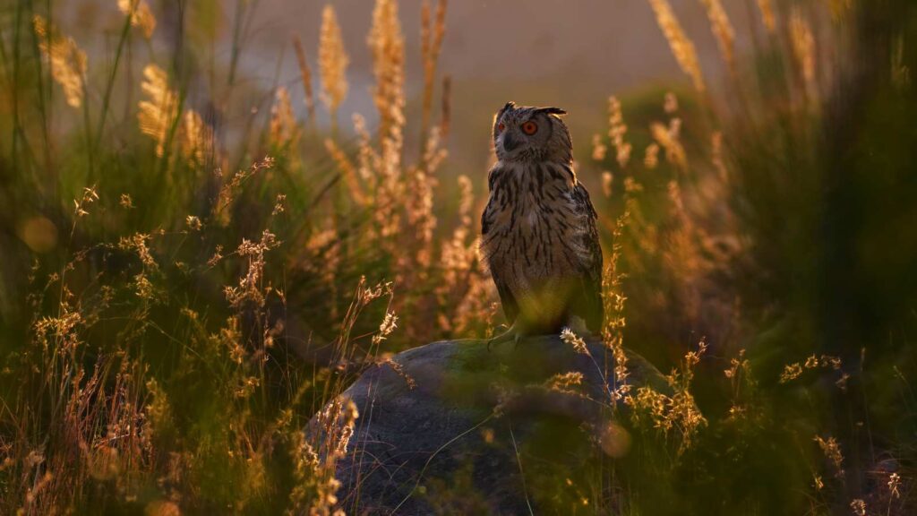 Eagle Owl in a meadown at dusk