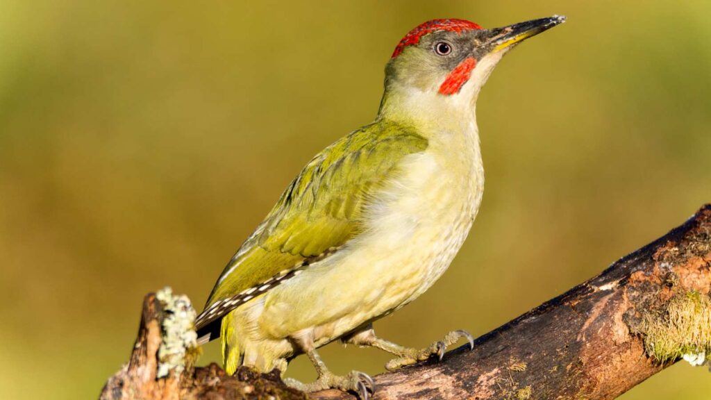 Green Woodpecker perched on a branch. Spot Green Woodpecker on our birdwatching holiday