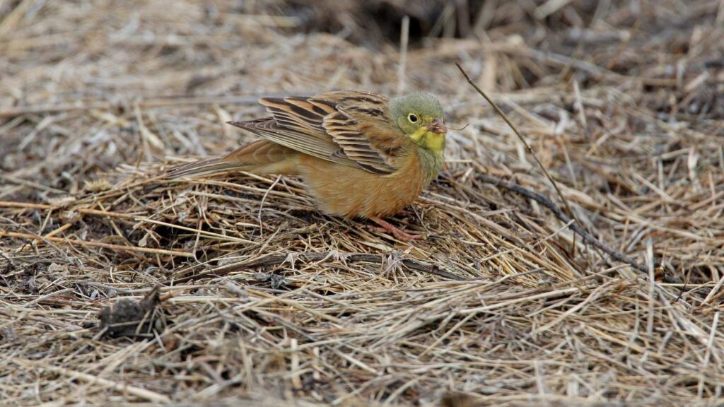 Birdwatching in Europe - Ortolan Bunting