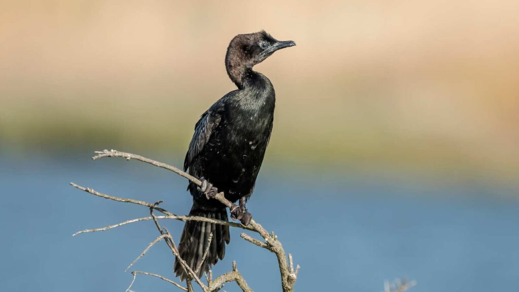 Birdwatching in Europe: Pygmy Comorant 