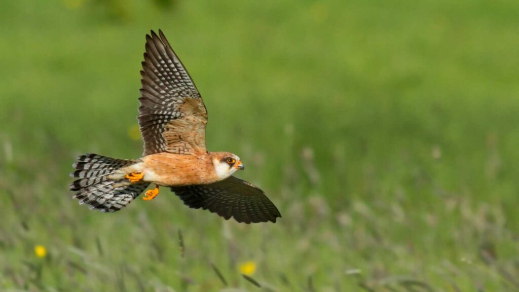 Red-footed Falcon in flight over a meadow