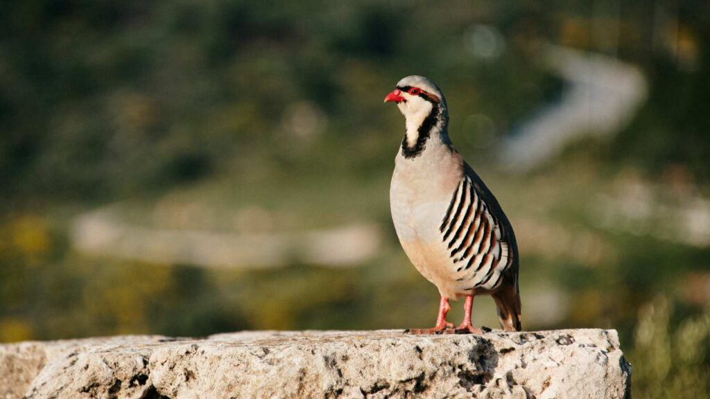 Rock Partridge 