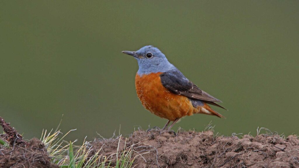 Rufous-Tailed Rock Thrush perched on a branch