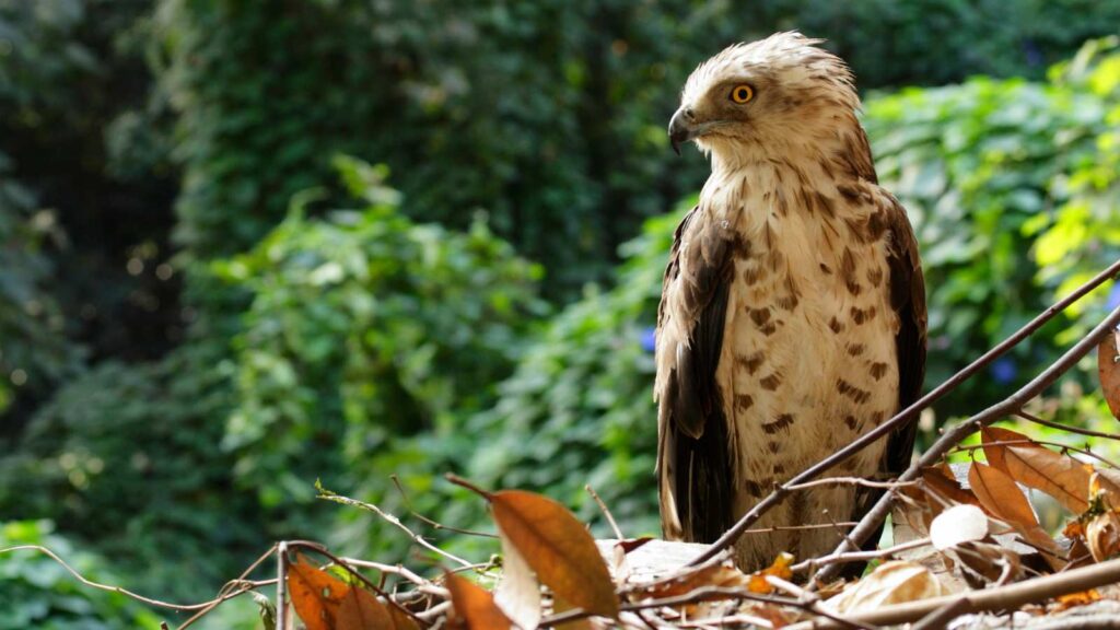 A Short-Toed Eagle resting on a branch. Spot Short-Toed Eagles on our birding holiday in Montenegro