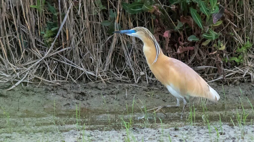 Squacco Heron hunting in a marsh 