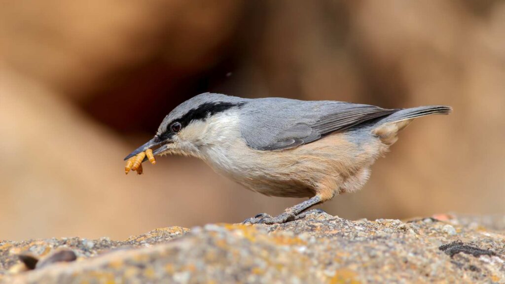 Western Rock Nuthatch with worms in its mouth