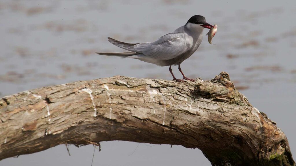 A Whickered Tern with fish in its mouth