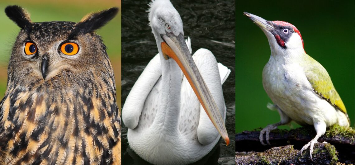 Bird species in Montenegro's Lake Skadar: Eagle Owl, Dalmatian Pelican and Green Woodpecker