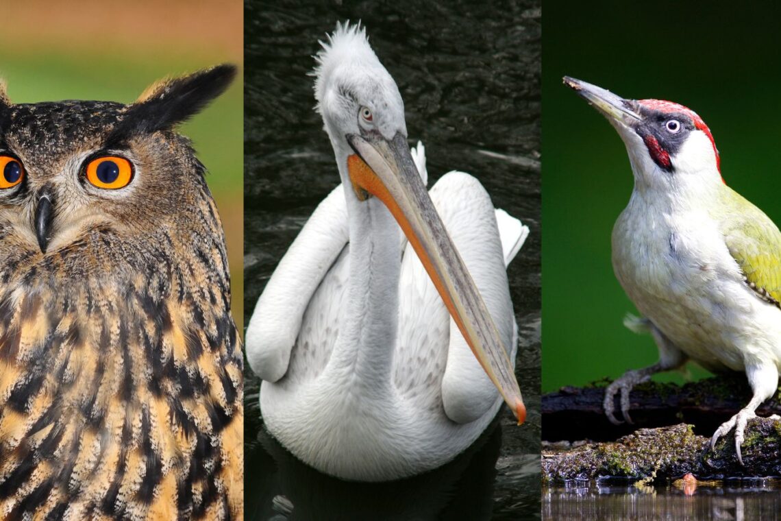 Bird species in Montenegro's Lake Skadar: Eagle Owl, Dalmatian Pelican and Green Woodpecker