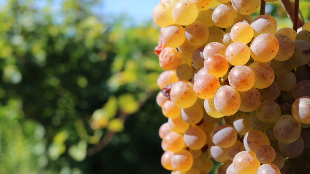 Herzegovina Wine route from Mostar city of wine 2024