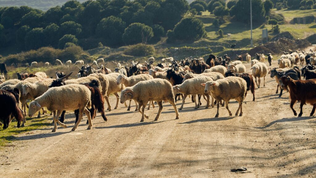 sheep on the road in Albania
