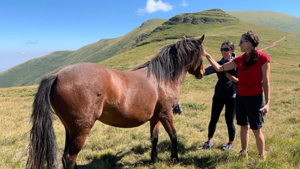 Balkan wild horses in Serbia mountains