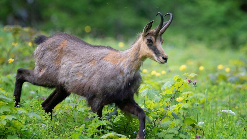 Chamois wild goat on a rocky slope in the Dinaric Alps, Montenegro