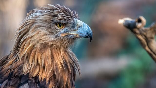 Golden eagle portrait, the national bird of Albania and symbol of the Balkans
