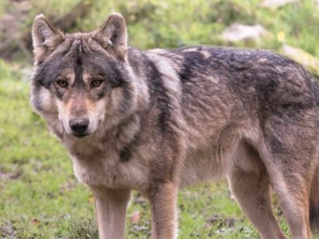 Gray wolf standing in a grassy, rocky field, facing the camera with a attentive expression.