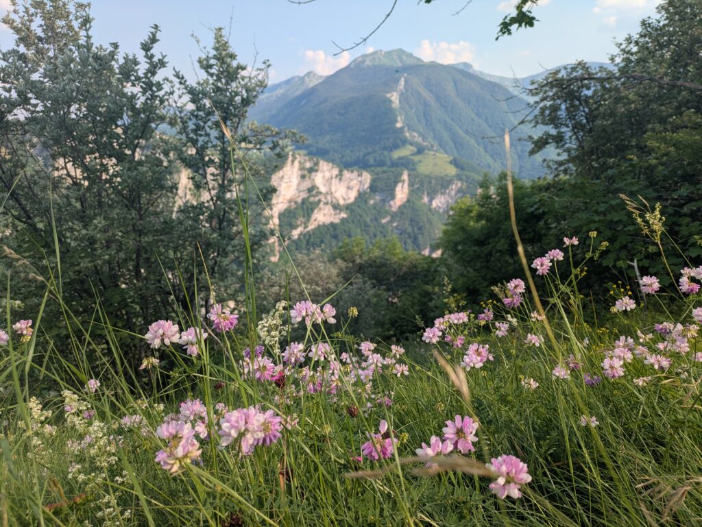 Mountain valley view in Bosnia, with forested slopes and rocky cliffs, framed by pink wildflowers in the foreground.