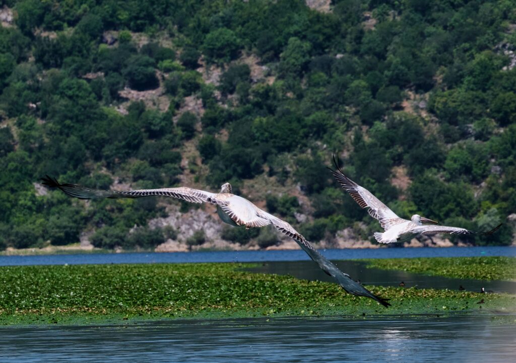 Two Dalmatian pelicans flying low over floating vegetation at Lake Skadar National Park in Montenegro