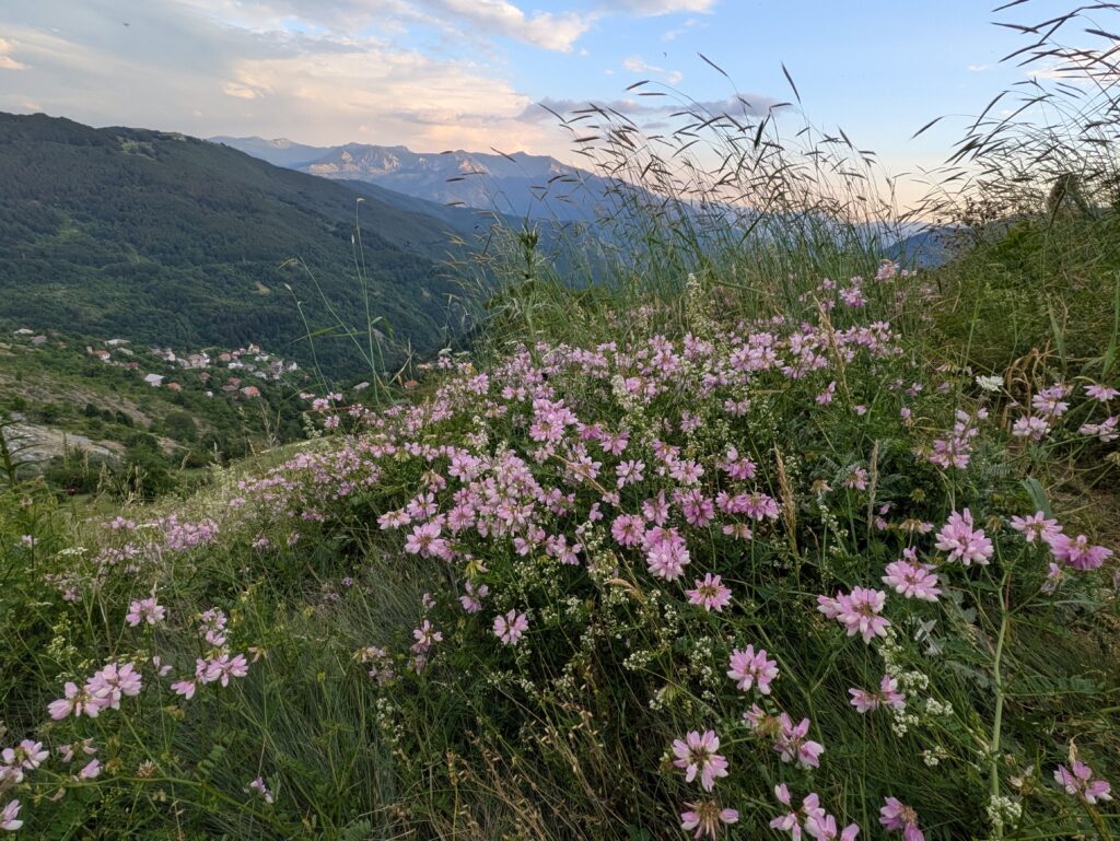 Wildflowers on a hiking trail at Mavrovo National Park in North Macedonia